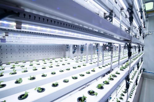 新農(nóng)人的求索 既要種菜，也要種錢——信息科技賦能現(xiàn)代農(nóng)業(yè)新路徑